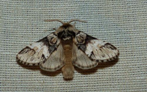 Réf. 256 627 : Drymonia dodonaea